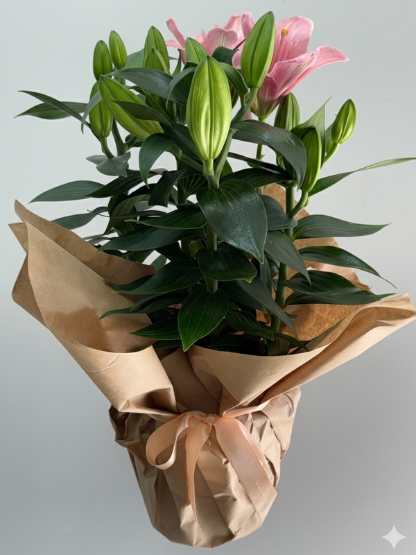 Saksıda Pembe Lilyum 50 cm